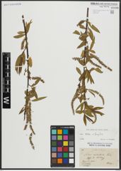 Foto von Salix alba L. x Salix fragilis L.